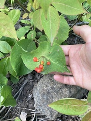 Lonicera hirsuta