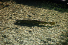 Oncorhynchus tshawytscha