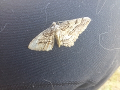 Neoalcis californiaria