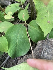 Lonicera hirsuta