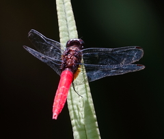 Orthetrum chrysis
