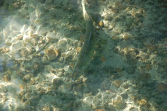 Oncorhynchus tshawytscha