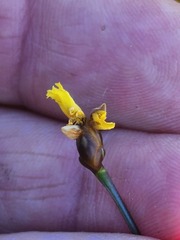 Xyris montana