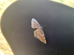 Neoalcis californiaria