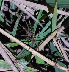 Lycosoidea