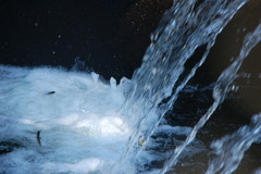 Oncorhynchus kisutch