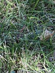 Schistocerca lineata