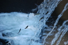 Oncorhynchus kisutch