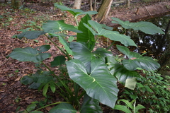 Xanthosoma sagittifolium