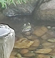 Lithobates catesbeianus
