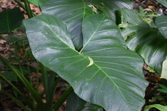 Xanthosoma sagittifolium