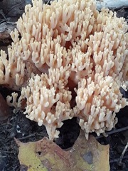 Ramaria formosa
