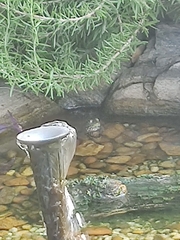 Lithobates catesbeianus