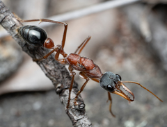 Myrmecia nigriceps