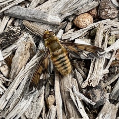 Poecilanthrax arethusa