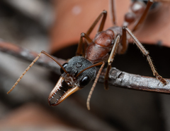 Myrmecia nigriceps