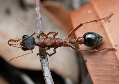 Myrmecia nigriceps