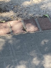 Schistocerca lineata