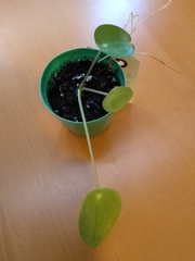 Pilea peperomioides