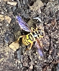 Milesia virginiensis