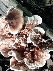 Hydnellum concrescens