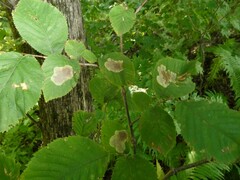 Cameraria corylisella