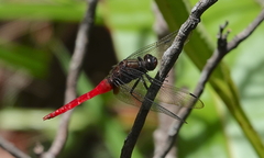 Orthetrum chrysis