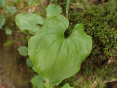 Maianthemum dilatatum