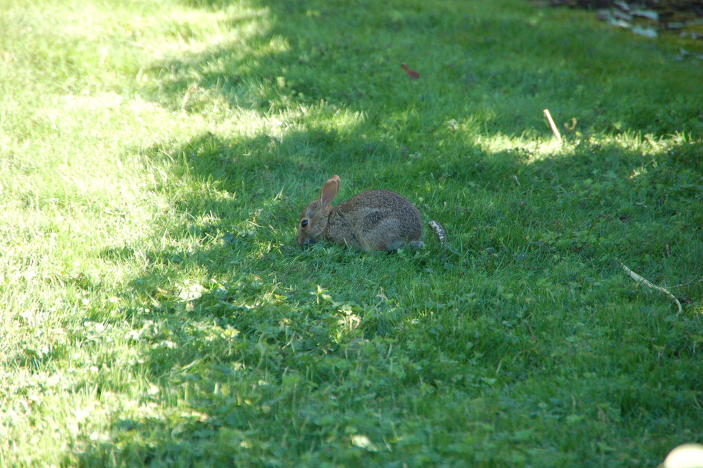 Eastern cottontail from issaquah wa 98027 usa on september 07 2022