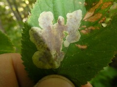 Cameraria corylisella