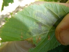 Cameraria corylisella