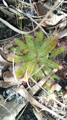 Drosera zeyheri