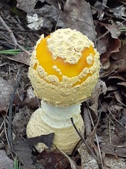 Amanita muscaria