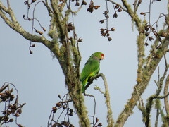 Amazona vinacea