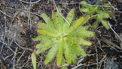 Drosera zeyheri