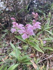 Dendrobium kingianum