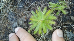 Drosera zeyheri
