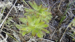 Drosera zeyheri