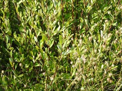 Sixalix atropurpurea