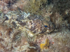 Scorpaena porcus