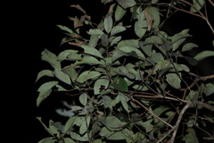 Lophostemon suaveolens