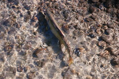 Oncorhynchus tshawytscha