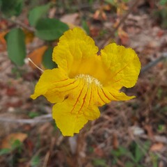 Handroanthus coronatus