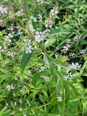 Vitex negundo