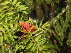 Sorbus americana