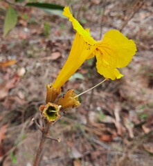 Handroanthus coronatus