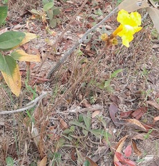Handroanthus coronatus
