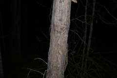 Lophostemon suaveolens