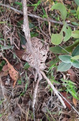Handroanthus coronatus