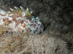 Scorpaena maderensis